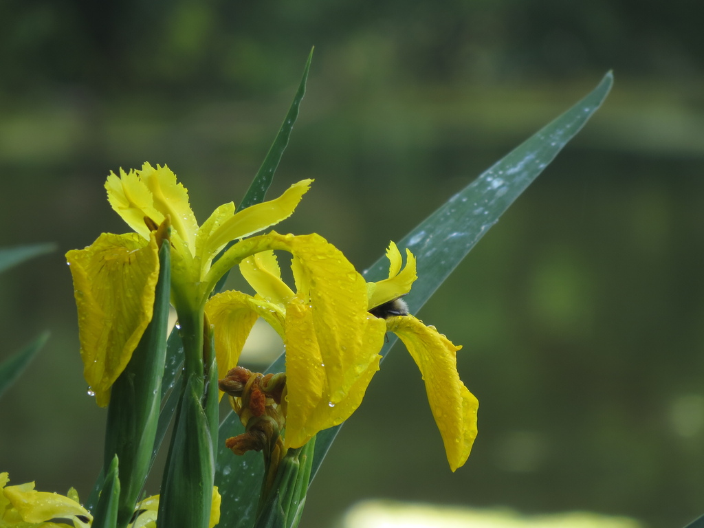Imported image from the old system